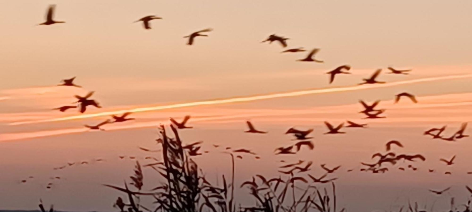 Fewo Seeadler - Heuser Prerow Εξωτερικό φωτογραφία